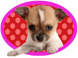 images/productimages/small/Hondje ovaal pink groot BIH.jpg